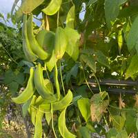 King of the Garden Climbing Pole Lima Bean Vining Heirloom Seed Packet - Thumbnail 3