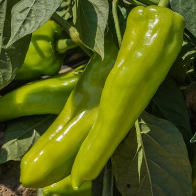 Cubanelle sweet chile heirloom pepper premium seed packet