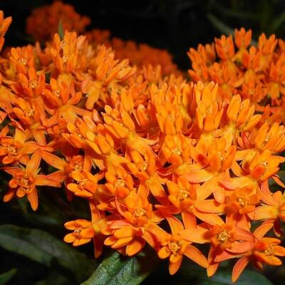 Orange butterfly weed milkweed premium seed packet monarch