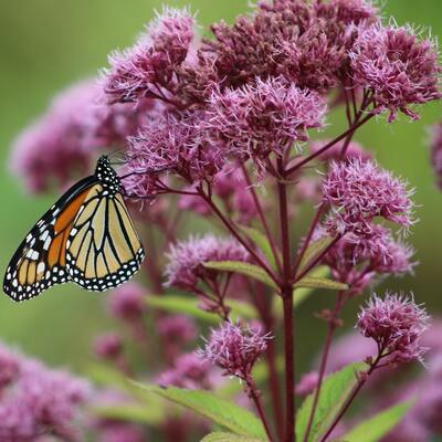 Joe pye weed eutrochium purpureum premium seed packet monarch