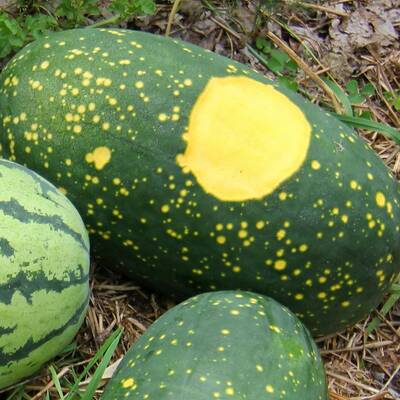 Moon and stars watermelon heirloom seed packet