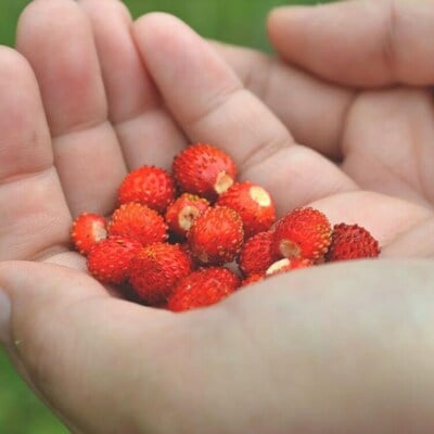 Alexandria red alpine strawberry fraise des bois premium seed packet