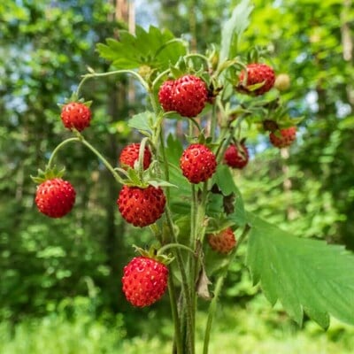 Mignonette alpine strawberry premium seed packet