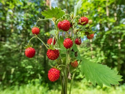Mignonette Alpine Strawberry Premium Seed Packet
