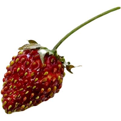 Reine des vallees red alpine strawberry fraise des bois premium seed packet