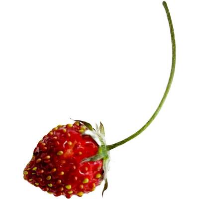 Attila red alpine strawberry fraise des bois premium seed packet