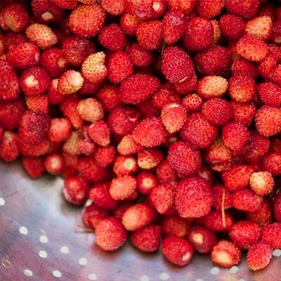 Bowlenzauber red alpine strawberry fraise des bois premium seed packet