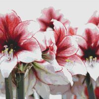 Amaryllis Cross Stitch Pattern - Thumbnail 1