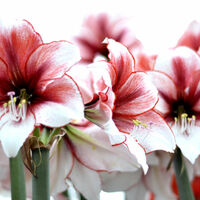 Amaryllis Cross Stitch Pattern - Thumbnail 2