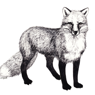 "fox and pawprints" - Thumbnail 4