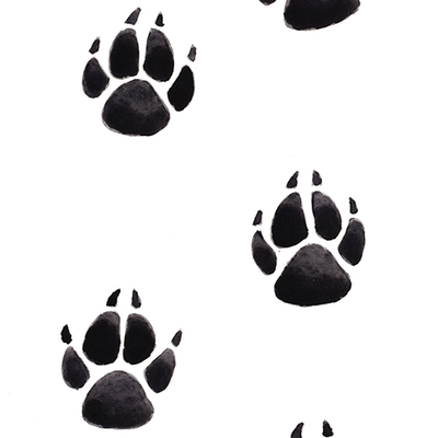 "fox and pawprints"