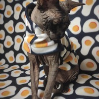 Easter Is Coming - Thumbnail 2