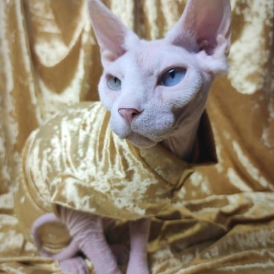 The golden child - velvet