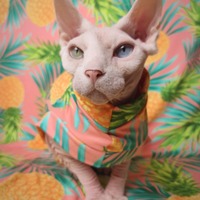 Pineapple  Express - Sleepwear - Thumbnail 1