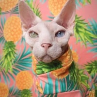 Pineapple  Express - Sleepwear - Thumbnail 2