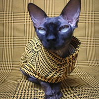 Soo Fetch - Thumbnail 2