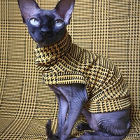 Soo Fetch - Thumbnail 1