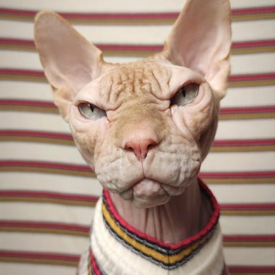 Catsup & mustard - ribbed for her pleasure 