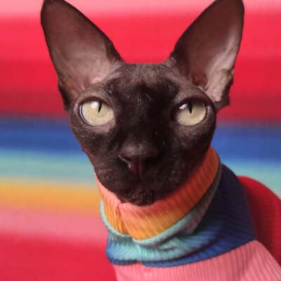 Rainbow - ribbed for her pleasure 