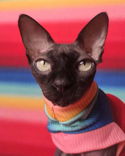 Rainbow - Ribbed For Her Pleasure 