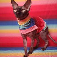 Rainbow - Ribbed For Her Pleasure  - Thumbnail 2