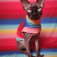 Rainbow - Ribbed For Her Pleasure  - Thumbnail 1