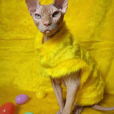 Side chick vegan fur