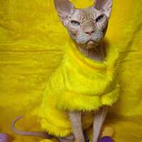 Side Chick Vegan Fur - Thumbnail 1