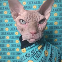 Chick Magnet - Thumbnail 2