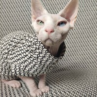 Q*bert - Thumbnail 1