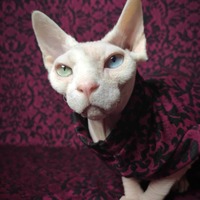 Oxblood Damask - Thumbnail 2