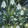Snowdrops Cross Stitch Pattern-1
