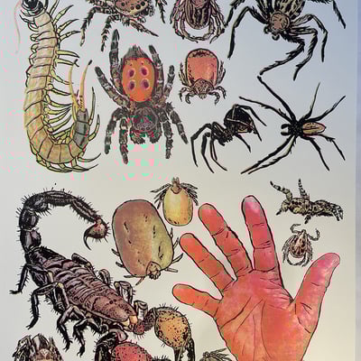 Arachnids/hand screen print (18" x 24")