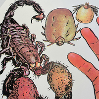 Arachnids/Hand Screen Print (18" x 24") - Thumbnail 2