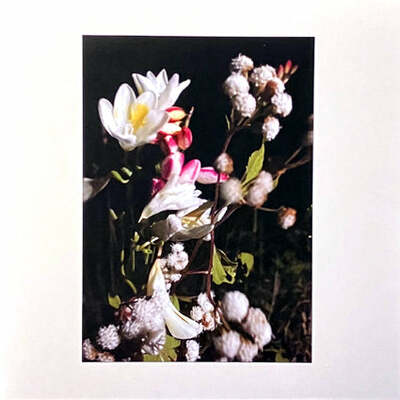 Thistle group/ p wits "fog on my brain" 7" iddb/discreet music 