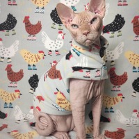 Chick 'N Boots - Thumbnail 2