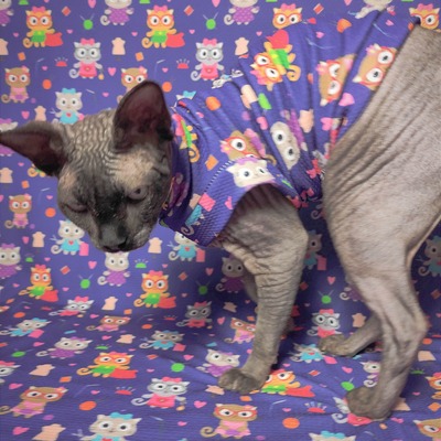 Sphynx swag sweat shop - Thumbnail 2