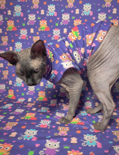 Sphynx Swag Sweat Shop