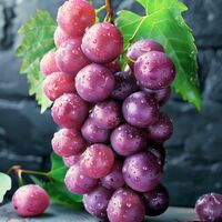 Grapes Cross Stitch Pattern - Thumbnail 2