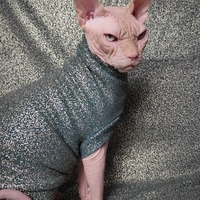 Gold Splatter  - Thumbnail 2