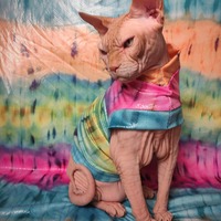 Python Pride - Thumbnail 2