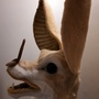Realistic Bat (head)-1