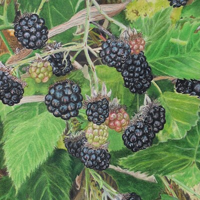 "blackberries" nature inspired artwork by n.e.thompson, art print