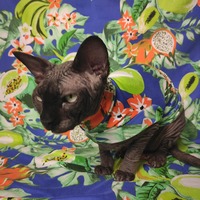 Tropical Fruit (Blue) - Sleepwear - Thumbnail 2