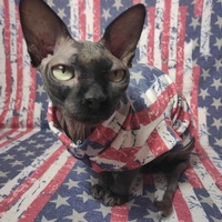 Stars And Bars - Thumbnail 1