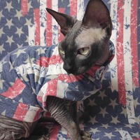 Stars And Bars - Thumbnail 2