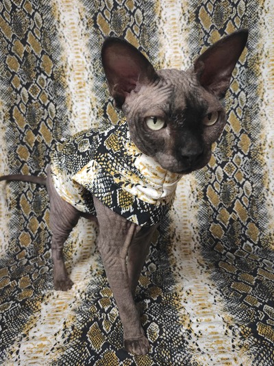 Golden Snake - Sleepwear