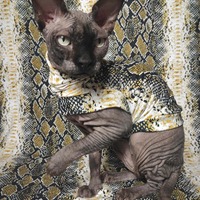 Golden Snake - Sleepwear - Thumbnail 2