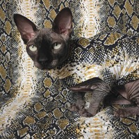 Golden Snake - Sleepwear - Thumbnail 1