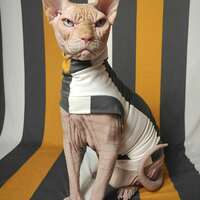 Big Top - Sleepwear - Thumbnail 2